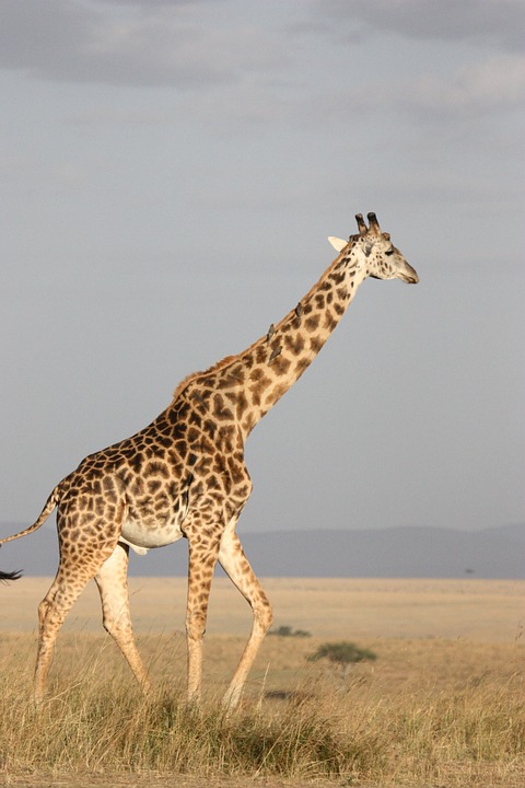 giraffe-171318_960_720