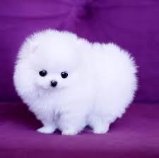 minipom